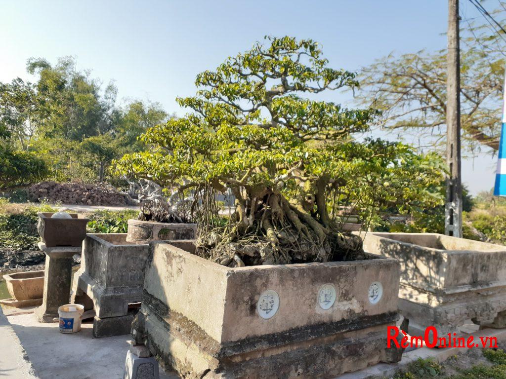 rèm hợp thiết kế cũng giống như cây cổ hợp với chậu cổ vậy